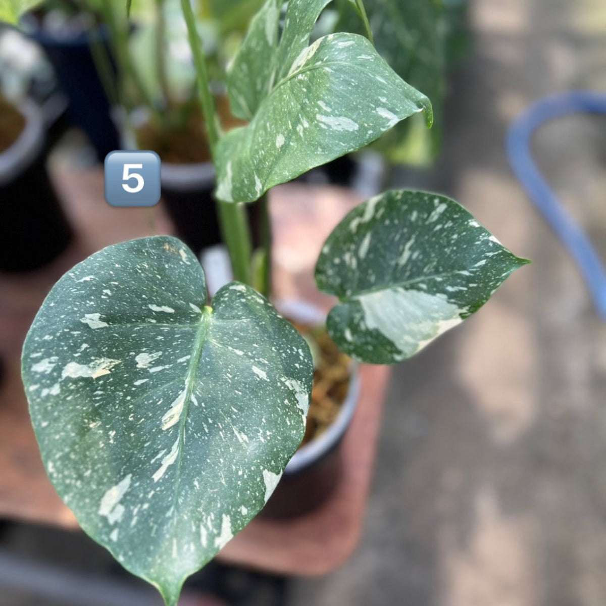 【希少】モンステラ・デリシオーサ　'タイコンステレーション【スターライト】'