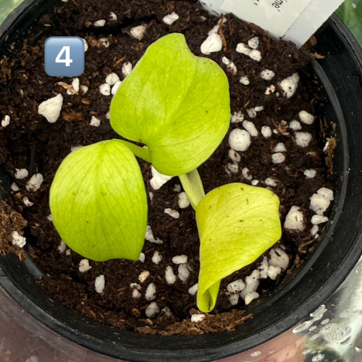 60%OFF【希少/選抜】モンステラ　デリシオーサ 'レモンライム'