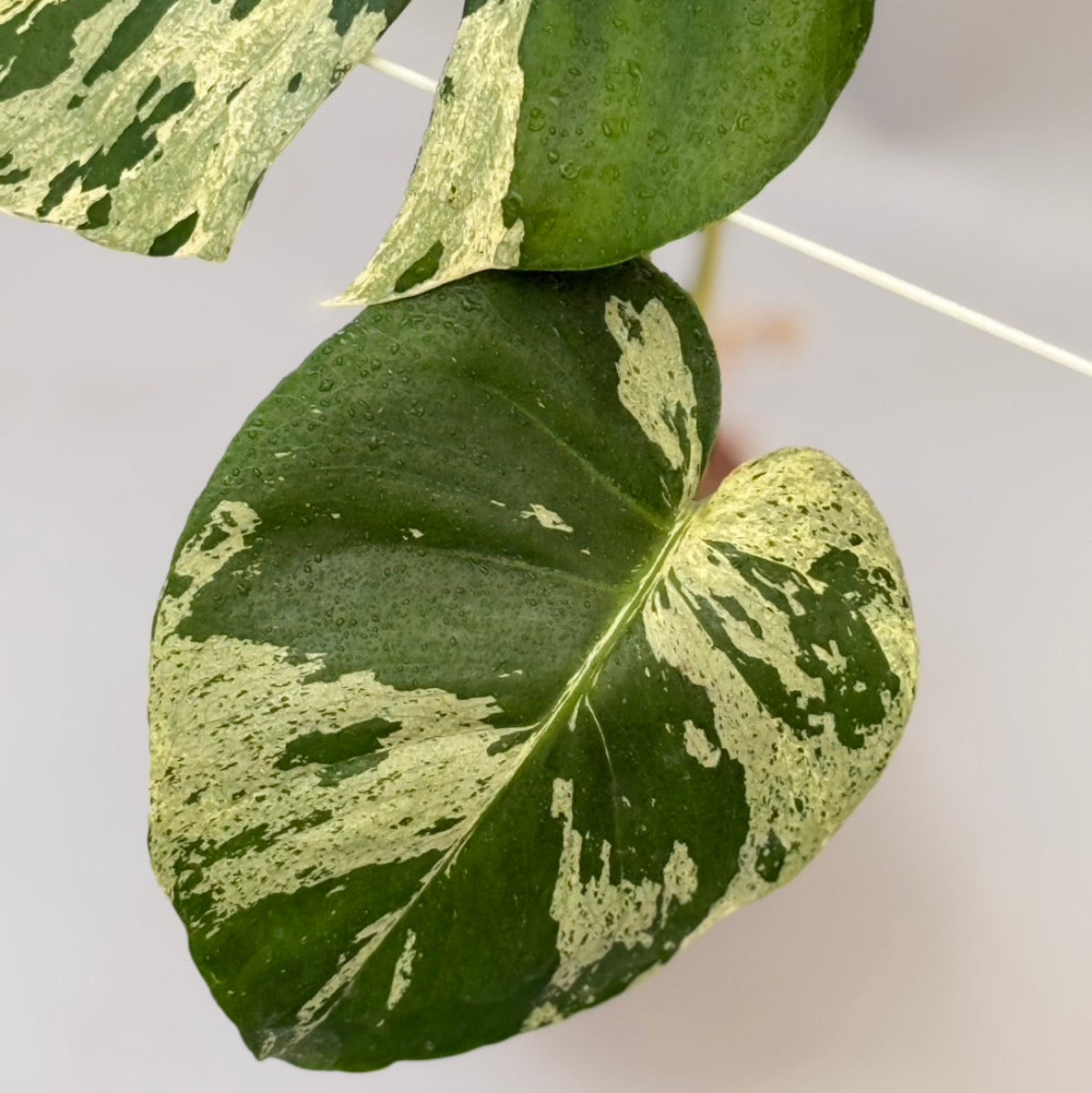 【タイナーセリー直売】 022番　モンステラ・デリシオーサ 'バルバソー'【送料着払い】