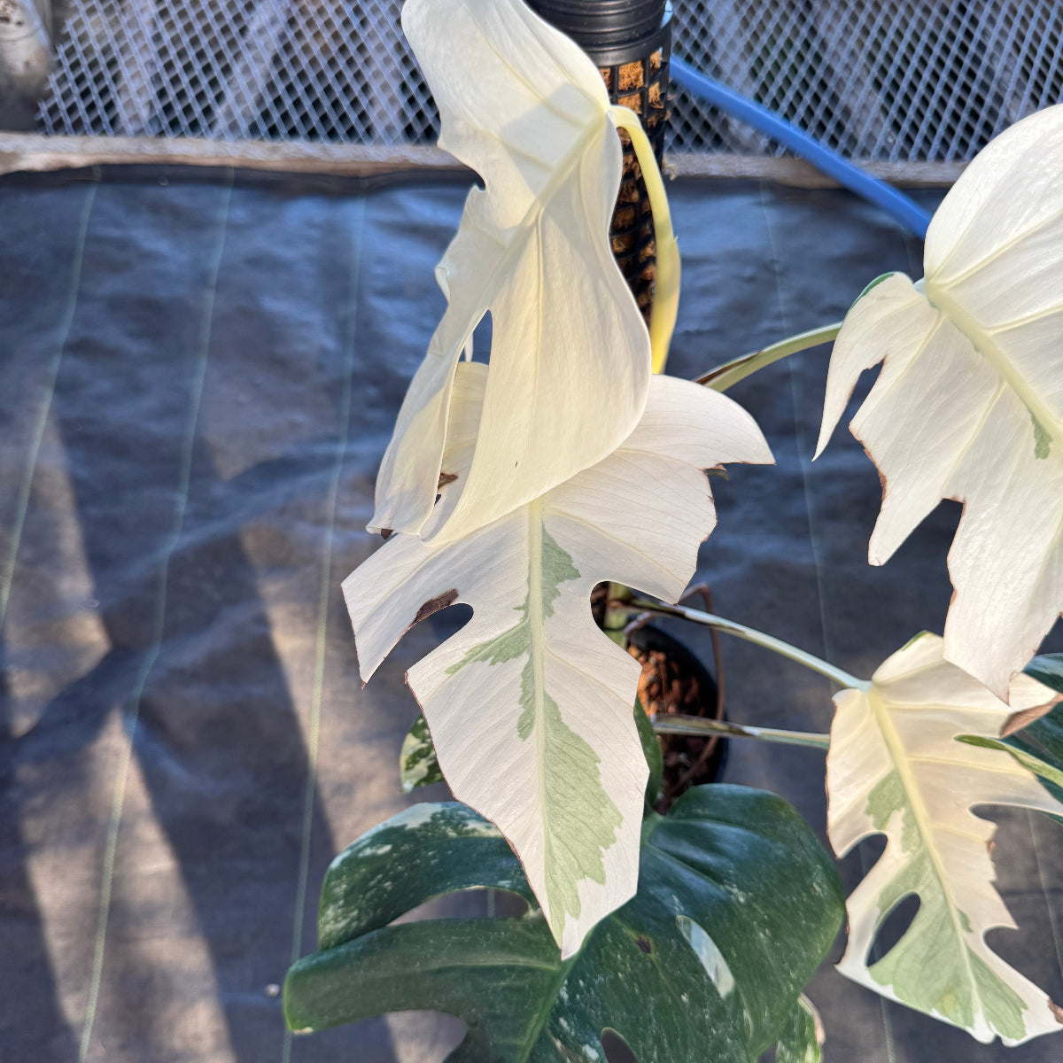 厳選】モンステラ・デリシオーサ var.ボルシギアナ 'アルボ