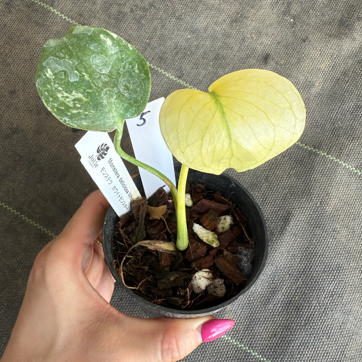 スペシャルセール【選抜】モンステラ　デリシオーサ 'ホワイトモンスター' 3.5号