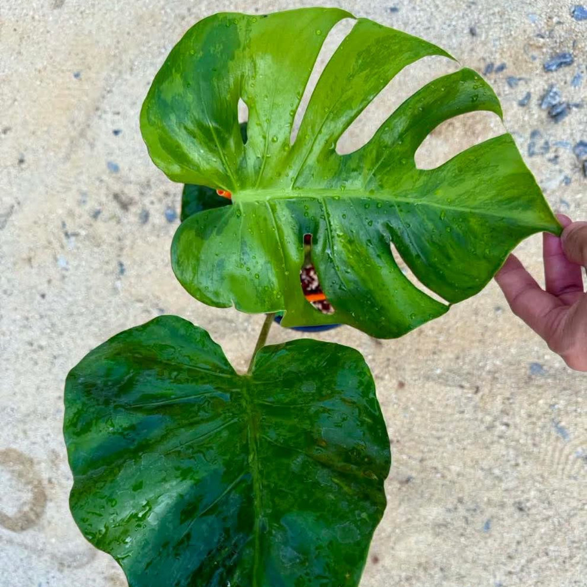 Live販売】 68番 モンステラ・デリシオーサ NOID『013』 – RARE PLANTS