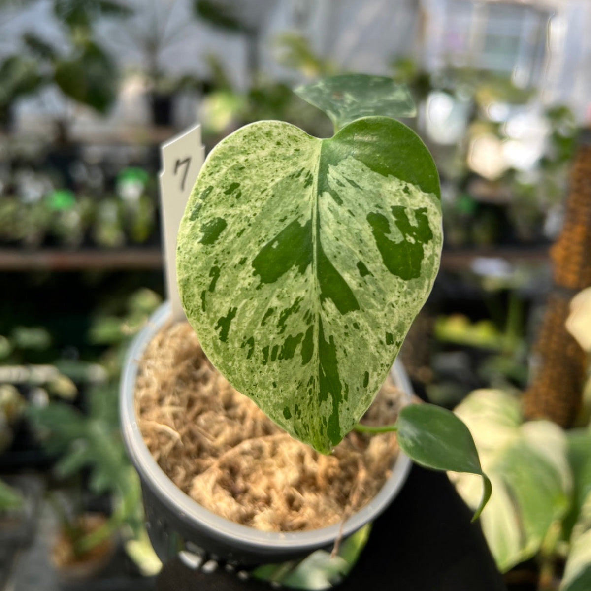 【希少/コレクション】モンステラ・デリシオーサ 'ベトシオーサ' TC苗順化済み