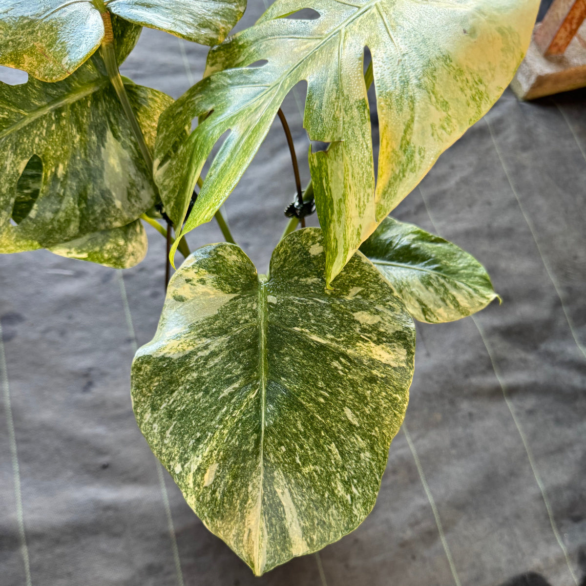 1 モンステラ レガシー　カット苗　しっかり発根・健康株 モンステラ レガシー カット苗 しっかり発根・健康株 1