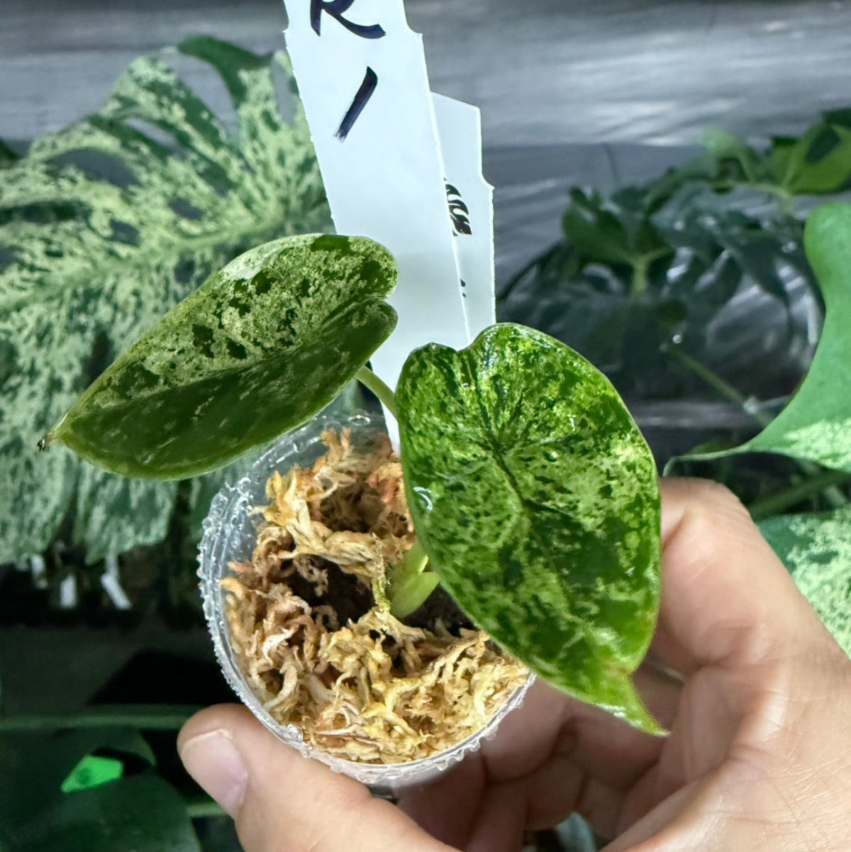 シロウト園芸選抜】【希少】アロカシア 'ドラゴンスケール' ミント 2号