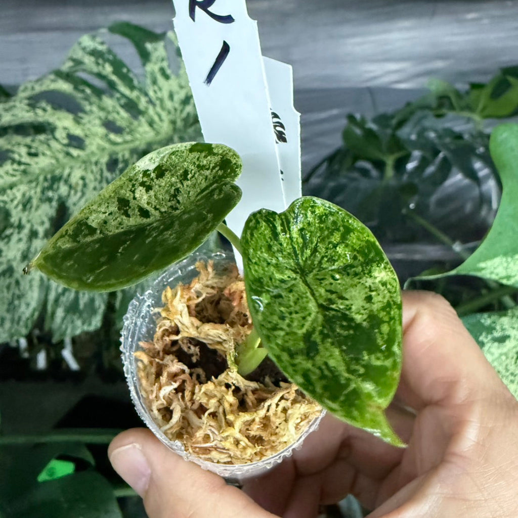 【シロウト園芸選抜】【希少】アロカシア 'ドラゴンスケール' ミント 2号