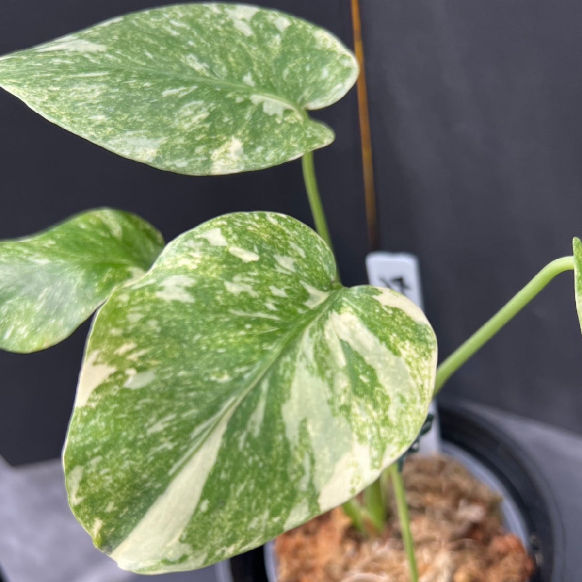 5モンステラ レガシー　カット苗　しっかり発根・健康株 1 モンステラ レガシー カット苗 しっかり発根・健康株 - メルカリ