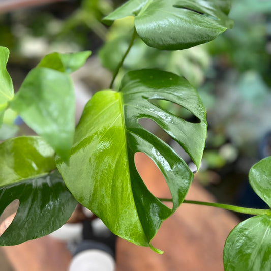 初出品【セレクト】モンステラ　デリシオーサ 'グリーンオングリーン'　