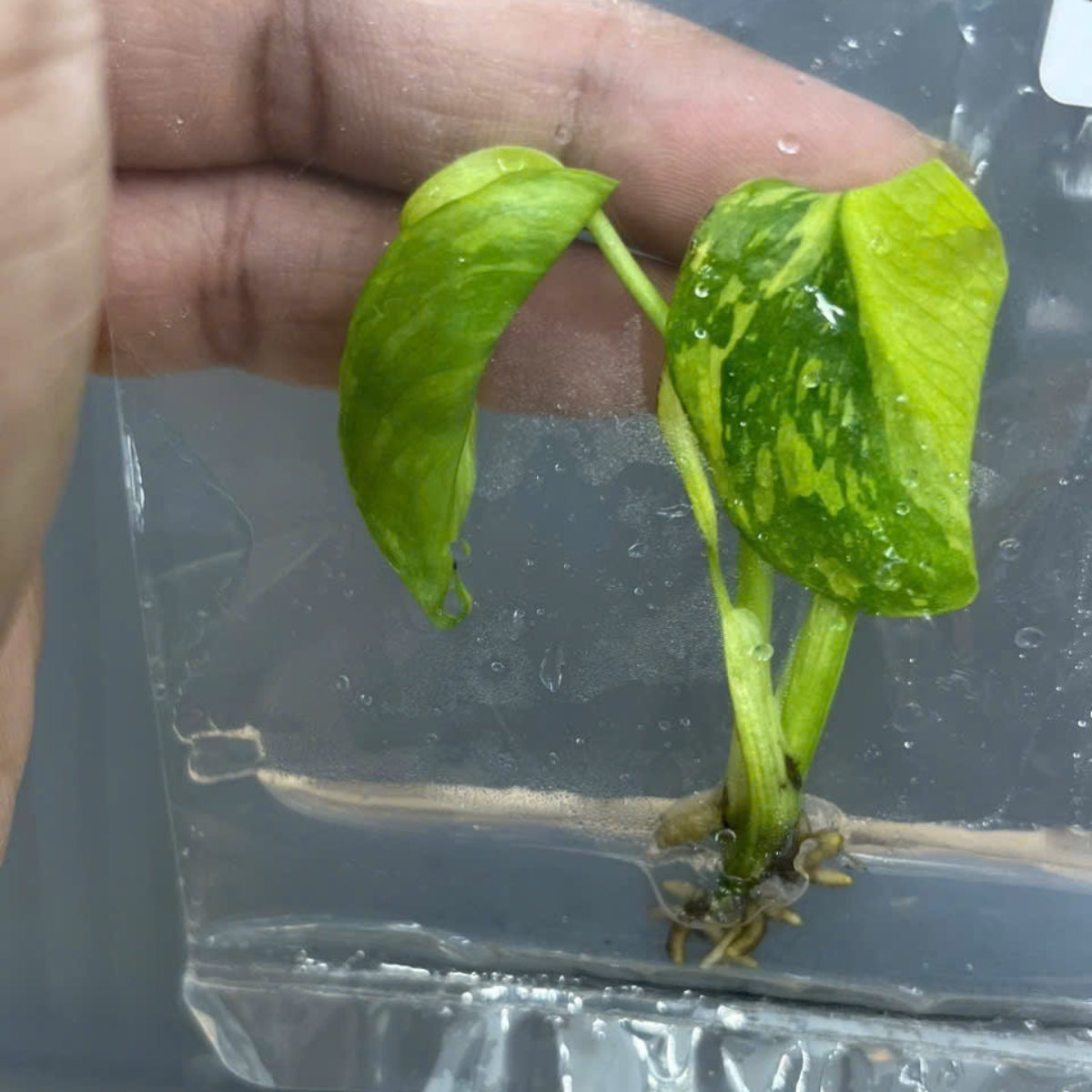 予約販売/セール限定10株】モンステラ デリシオーサ 'エレクトロライト