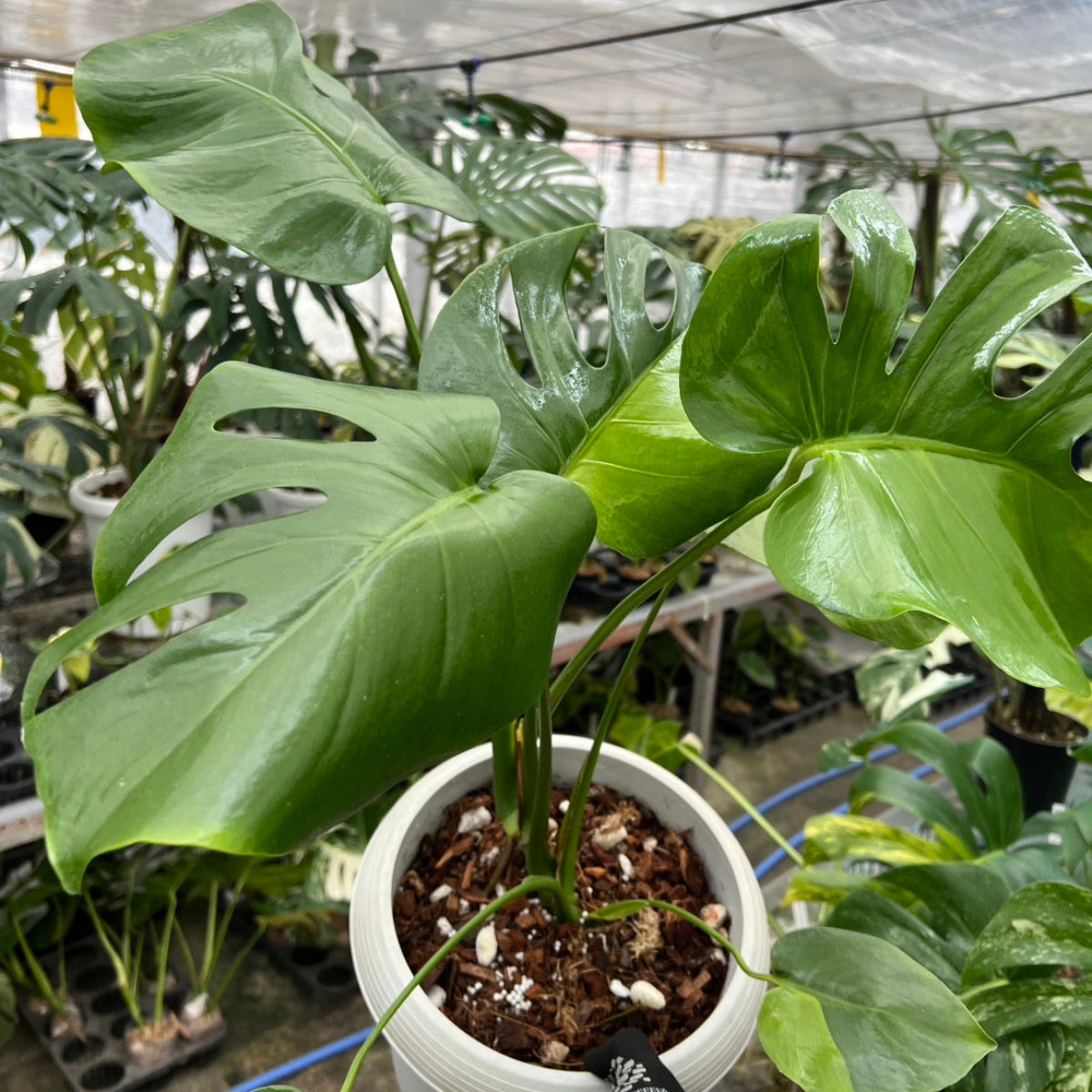 初出品【セレクト】モンステラ　デリシオーサ 'グリーンオングリーン'　