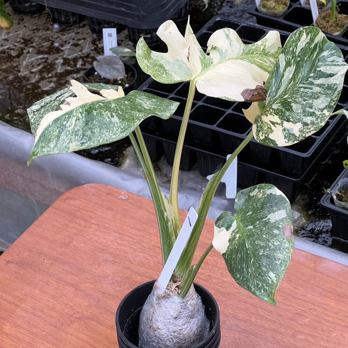 モンステラ Monstera – RARE PLANTS JAPAN (レアプランツジャパン)