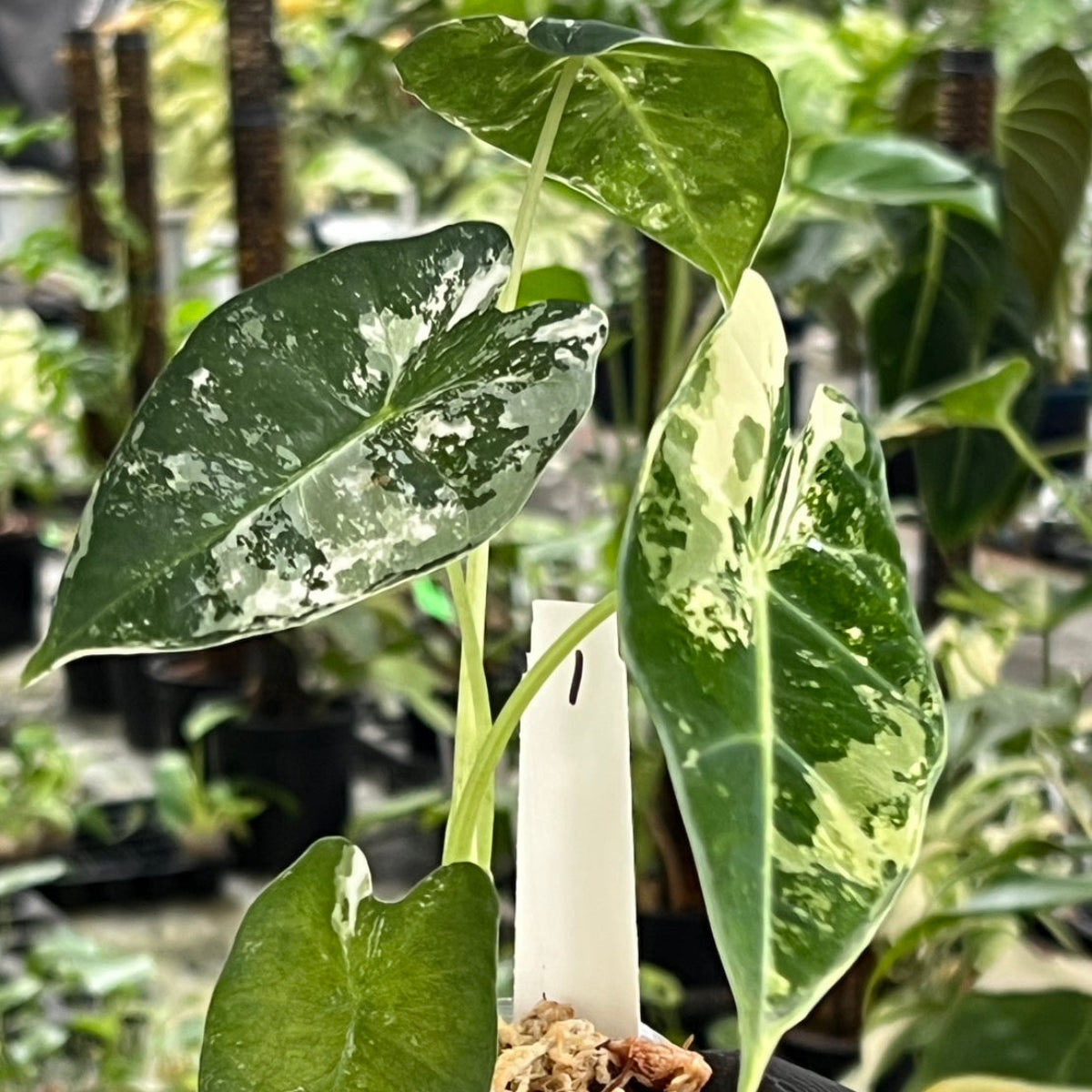 希少 アロカシア アズラニー オーレア e0cdd3111b59087a6b50f7dd8e74c5