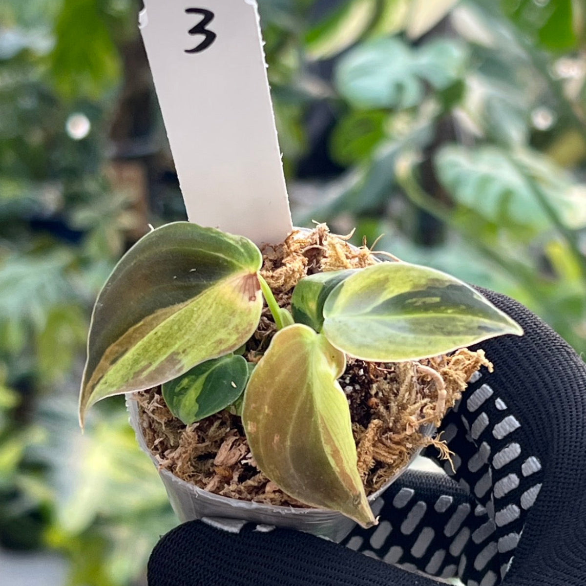 【新入荷】フィロデンドロン・メラノクリサム  斑入り　2号サイズ