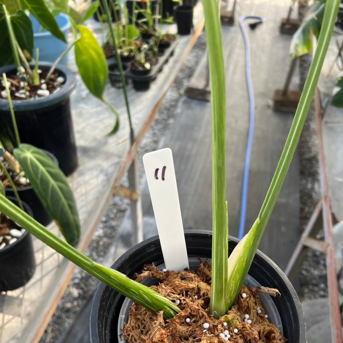 コレクション/希少】モンステラ デリシオーサ 'スターライト' – RARE