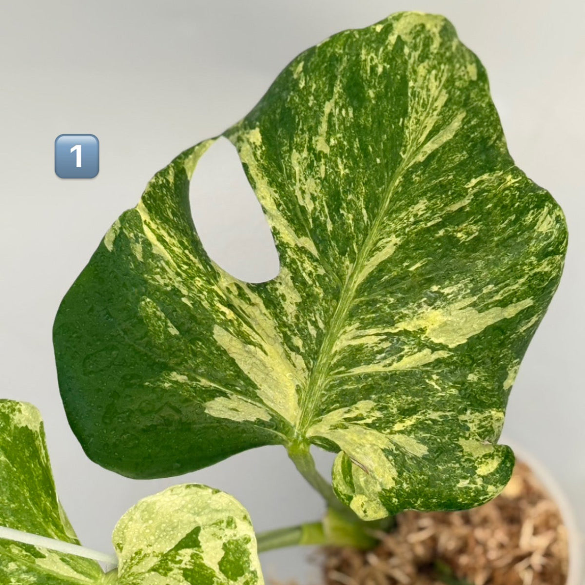 【タイナーセリー直売】 023番　モンステラ・デリシオーサ 'オーシャンミント' 【送料着払い】