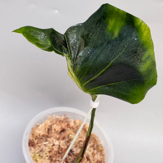 【タイナーセリー直売】モンステラ・デリシオーサ 'コントルタ'【送料着払い】【106】