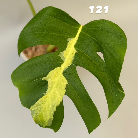 【タイナーセリー直売】モンステラ・デリシオーサ 'ホワイトラヴァ'【送料着払い】【121/122/123】