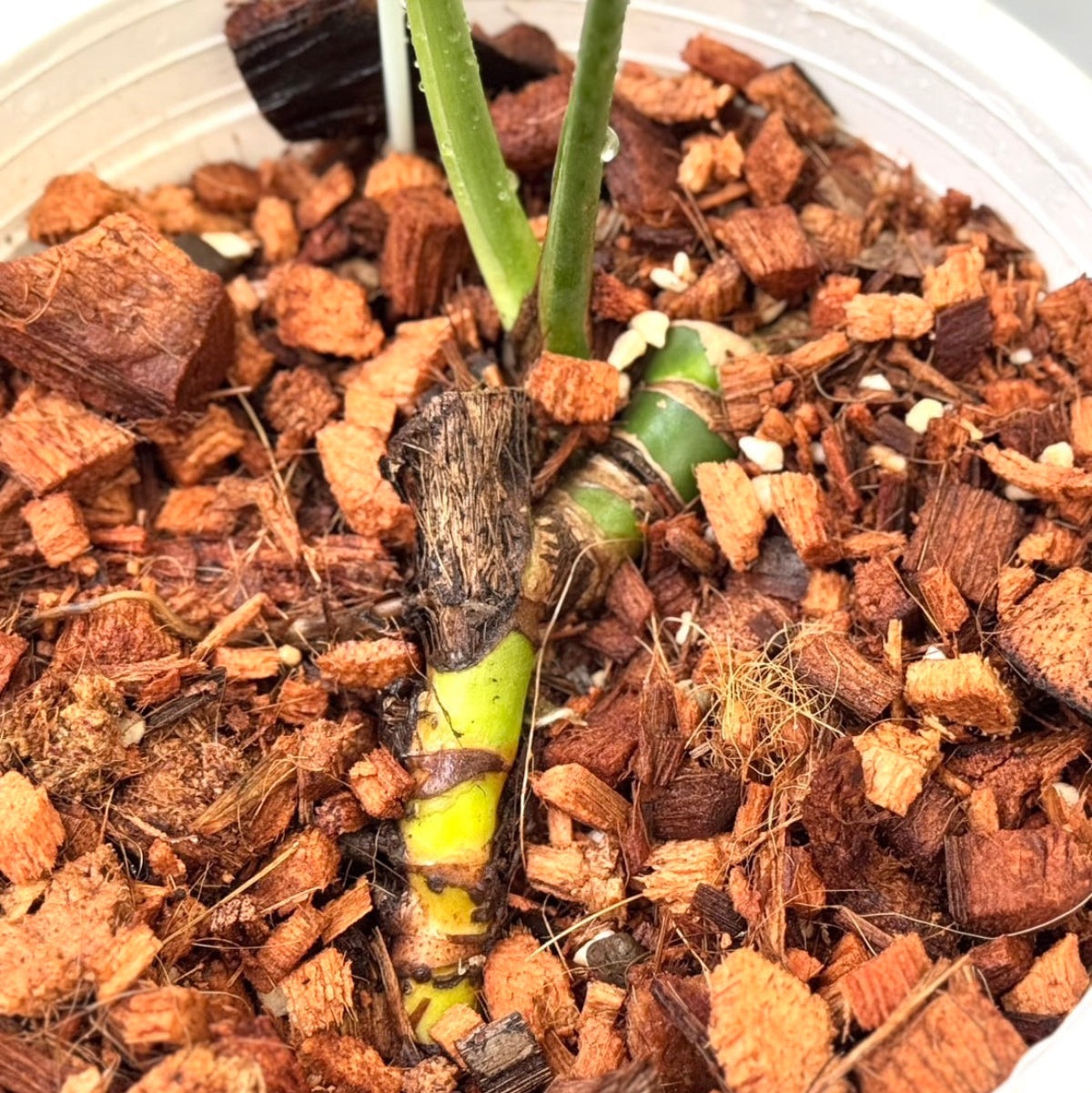 観葉植物 – RARE PLANTS JAPAN (レアプランツジャパン)