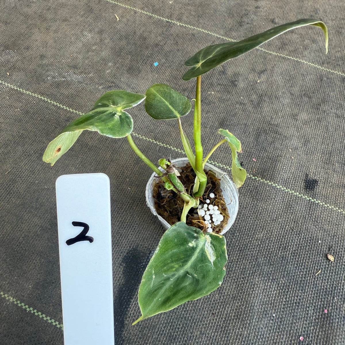 【発売再開】フィロデンドロン　アマゾンサンセット　2号サイズ