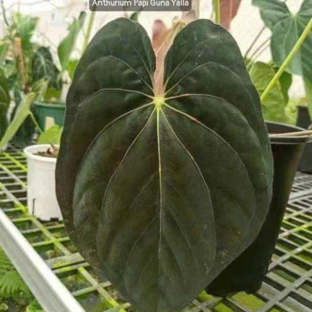 アンスリウム Anthurium papillilaminum ‘Guna Yala’