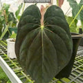 アンスリウム Anthurium papillilaminum ‘Guna Yala’