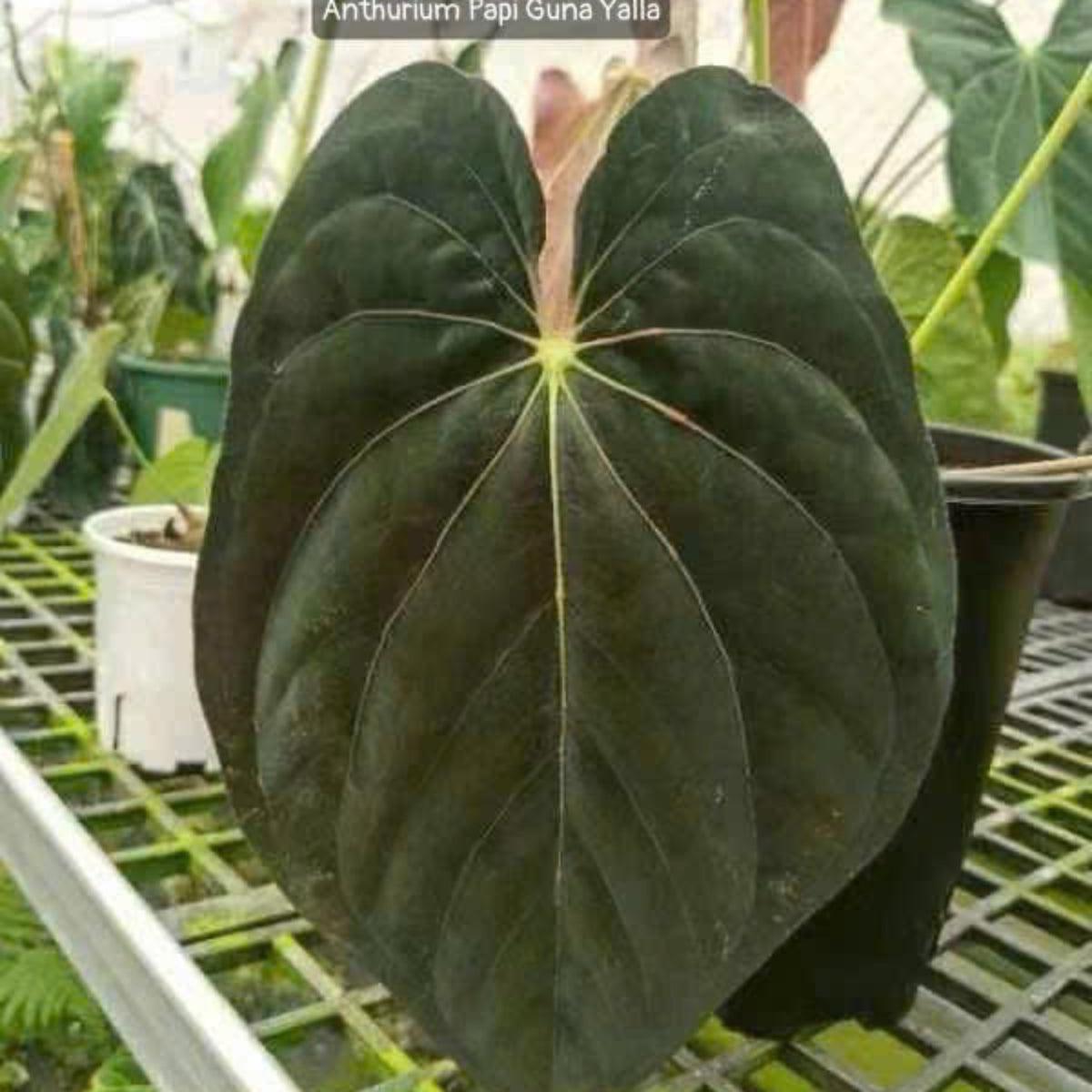 アンスリウム Anthurium papillilaminum ‘Guna Yala’