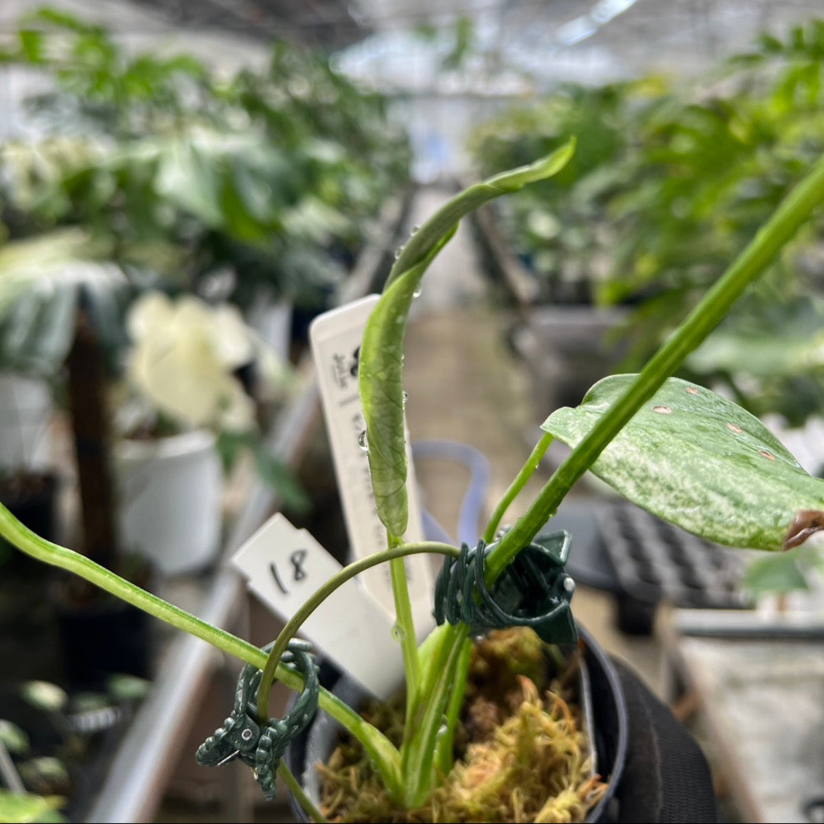 【選択可能】【コレクション】モンステラ　デリシオーサ 'ミント トリカラー' 3号サイズ