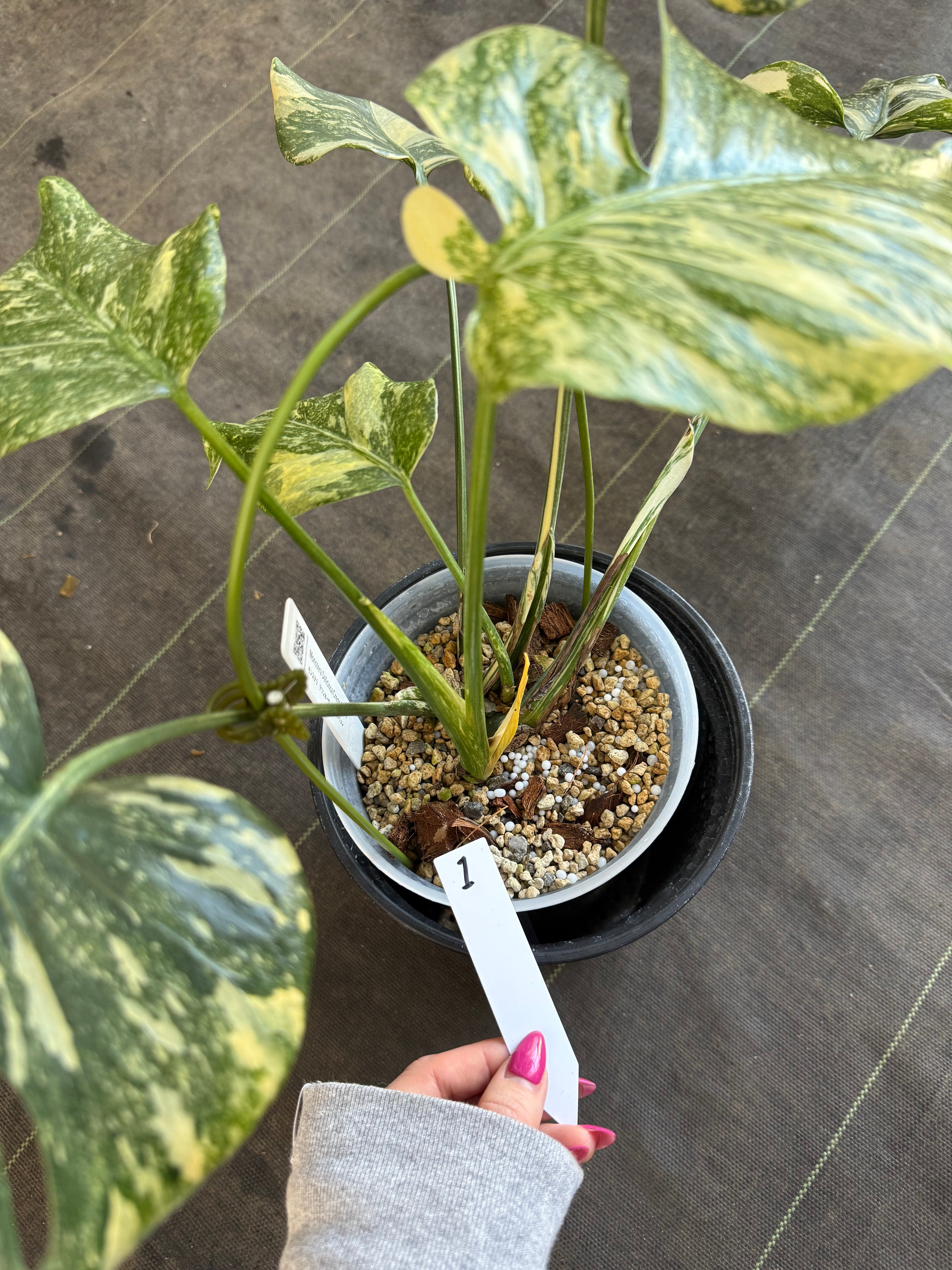 モンステラ　デリシオーサ　タイコンステレーション　クリームブリュレ 2芽有り】モンステラ デリシオーサ 'タイコンステレーション クリーム