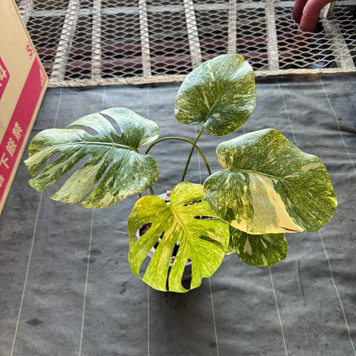 【希少】モンステラ デリシオーサ  'レガシー' カット苗　発根確認済