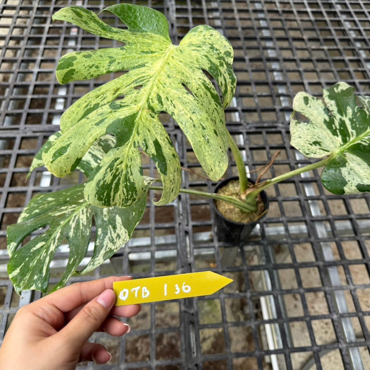 3日間限定受付/予約販売】モンステラ・デリシオーサ