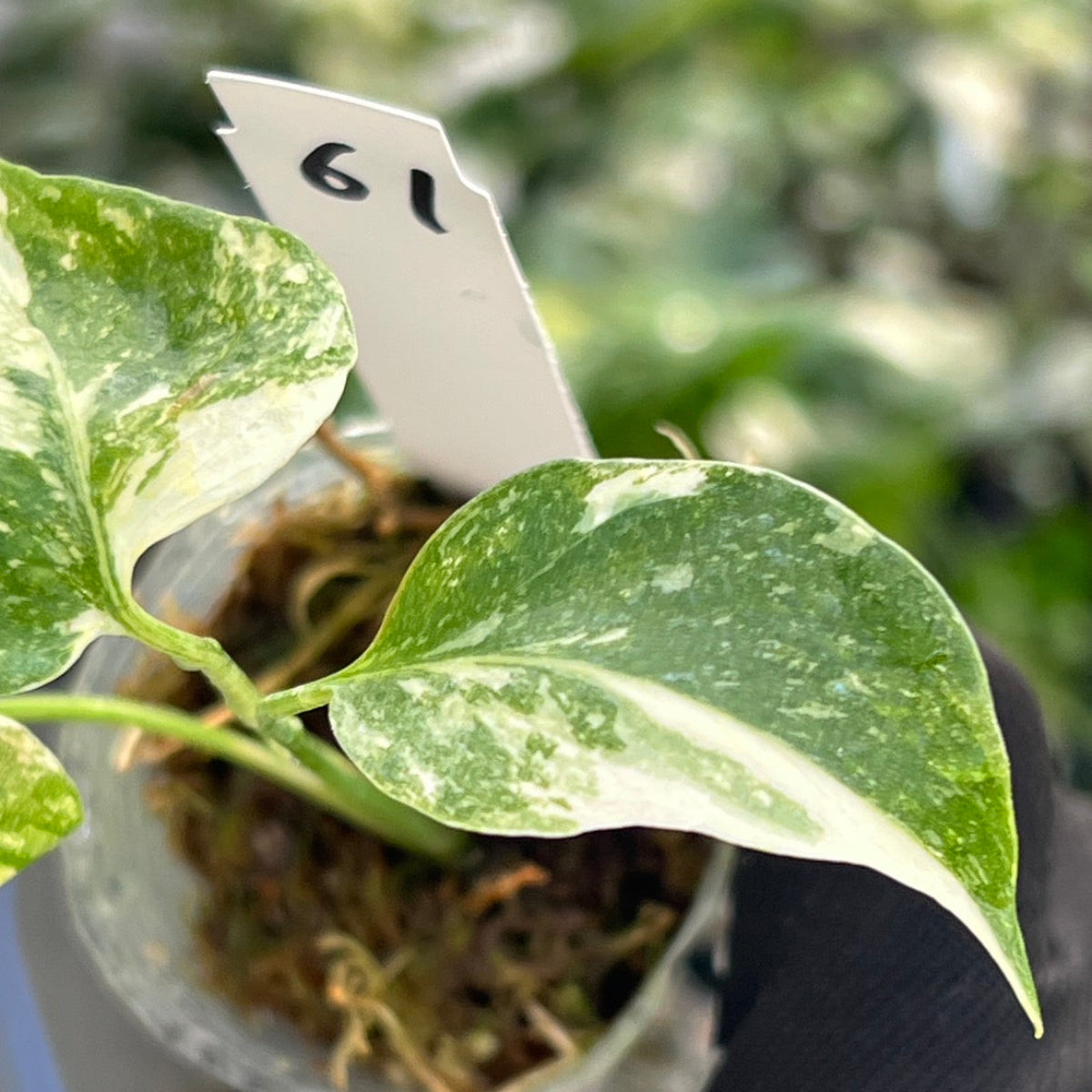 【シロウト園芸選抜株/2号サイズ】モンステラ・デリシオーサ　'タイコンステレーション'