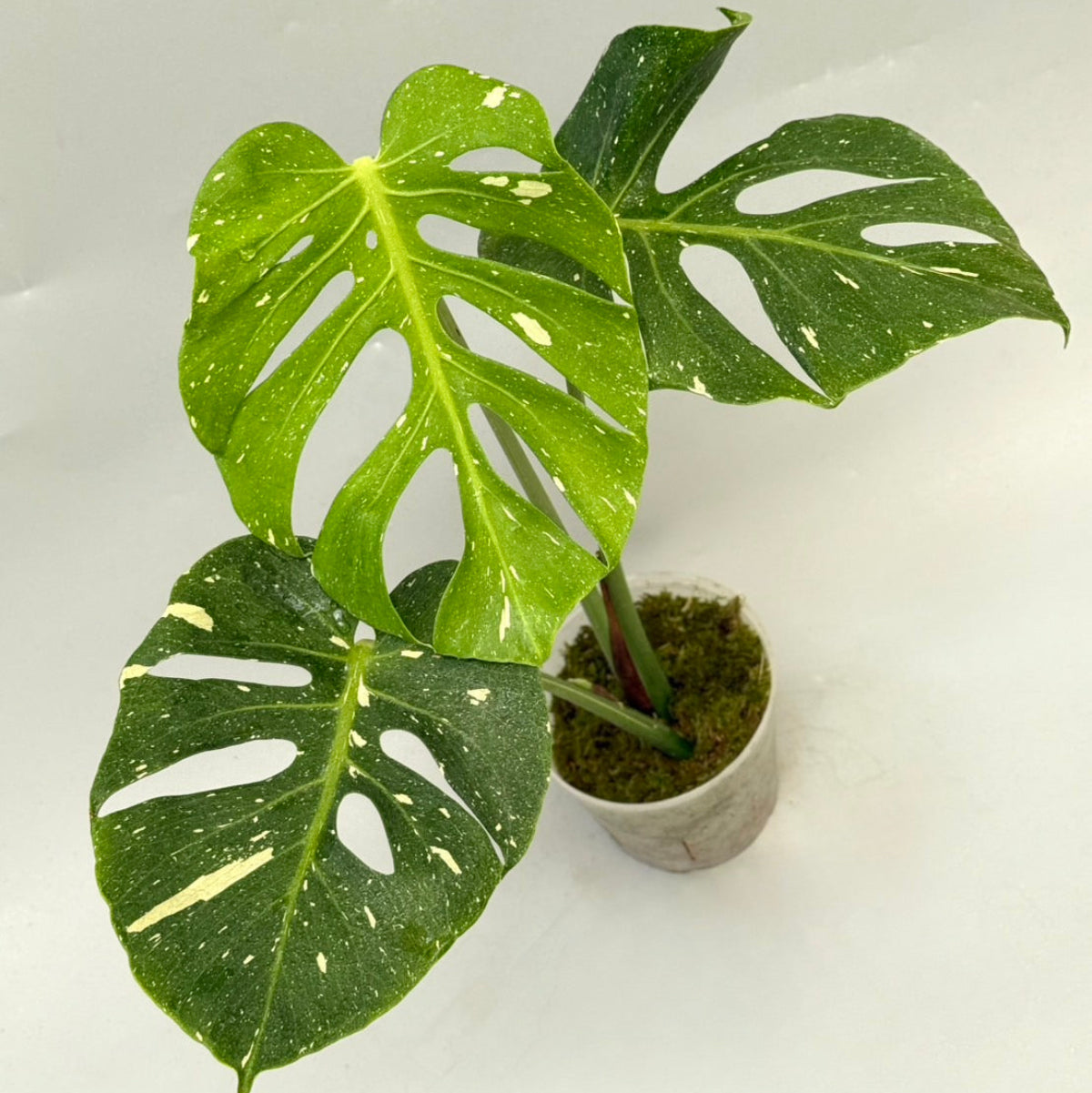 観葉植物 – Page 2 – RARE PLANTS JAPAN (レアプランツジャパン)