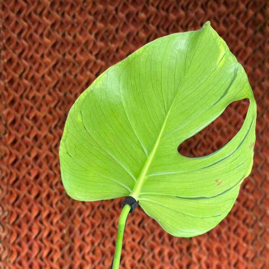 【タイナーセリー直売】 002番　モンステラ・デリシオーサ 'タトゥー'  ミドルカット【送料着払い】