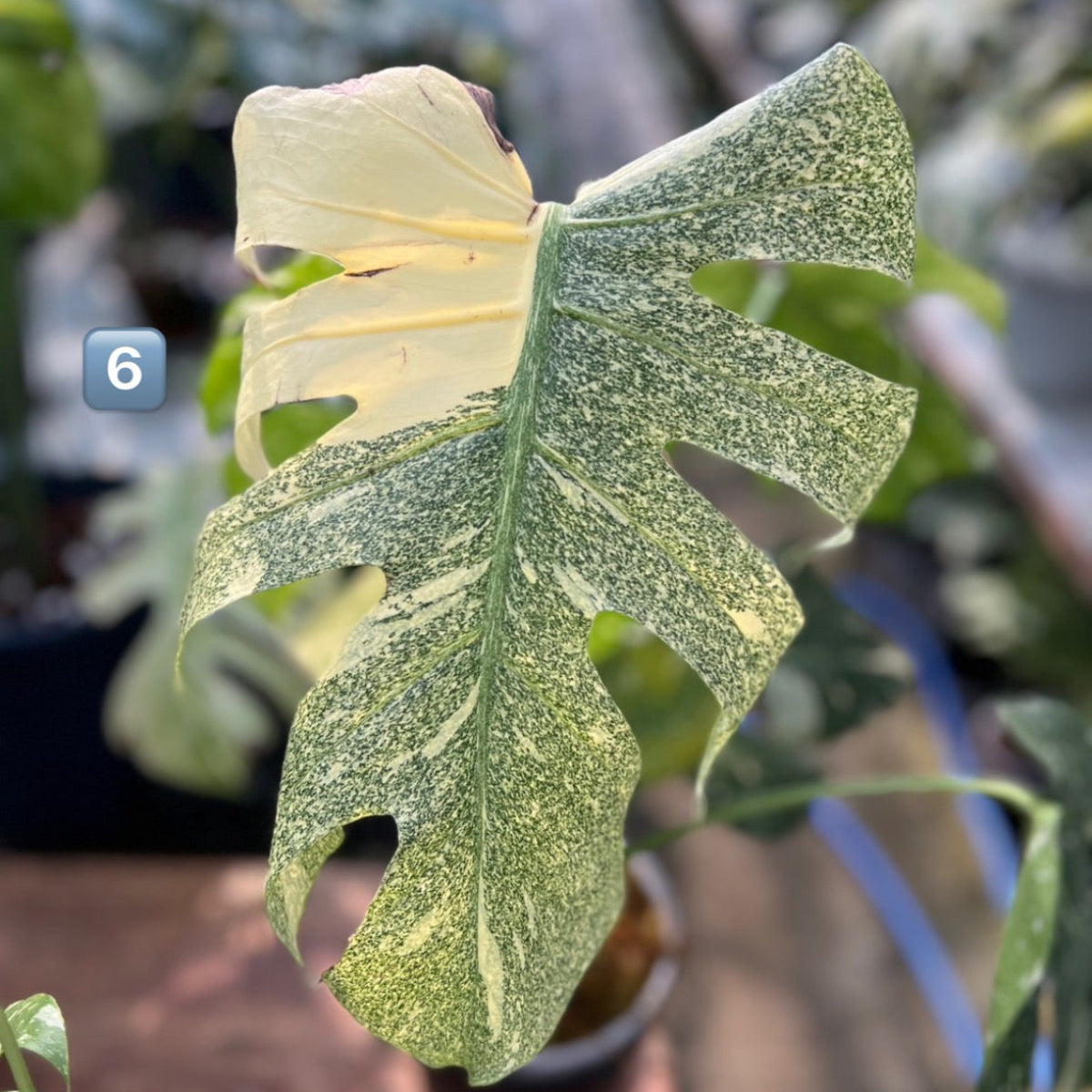 【希少】モンステラ・デリシオーサ　'タイコンステレーション【スターライト】'