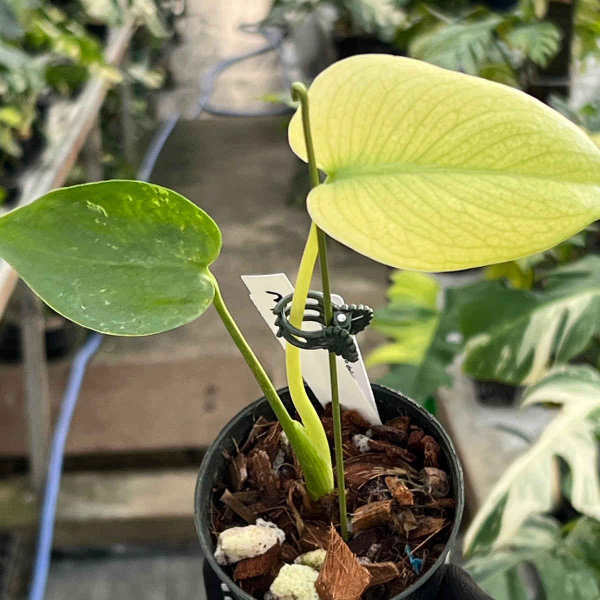 クリスマスセール【選抜】モンステラ　デリシオーサ 'ホワイトモンスター' 3号