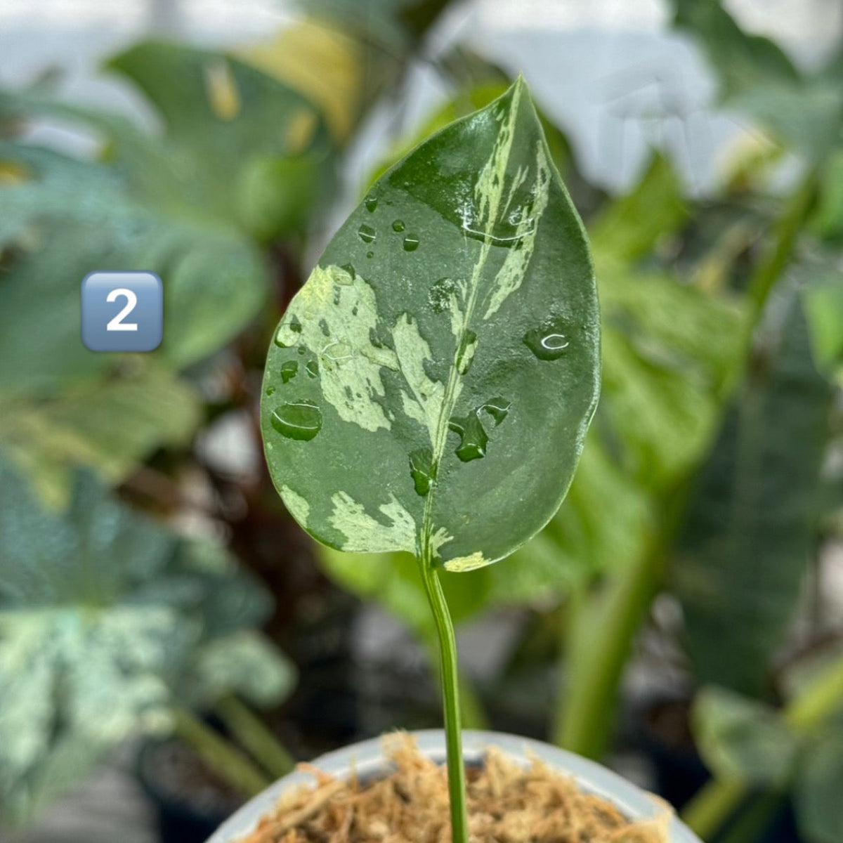 【希少/コレクション】モンステラ・デリシオーサ 'ベトシオーサ' TC苗順化済み