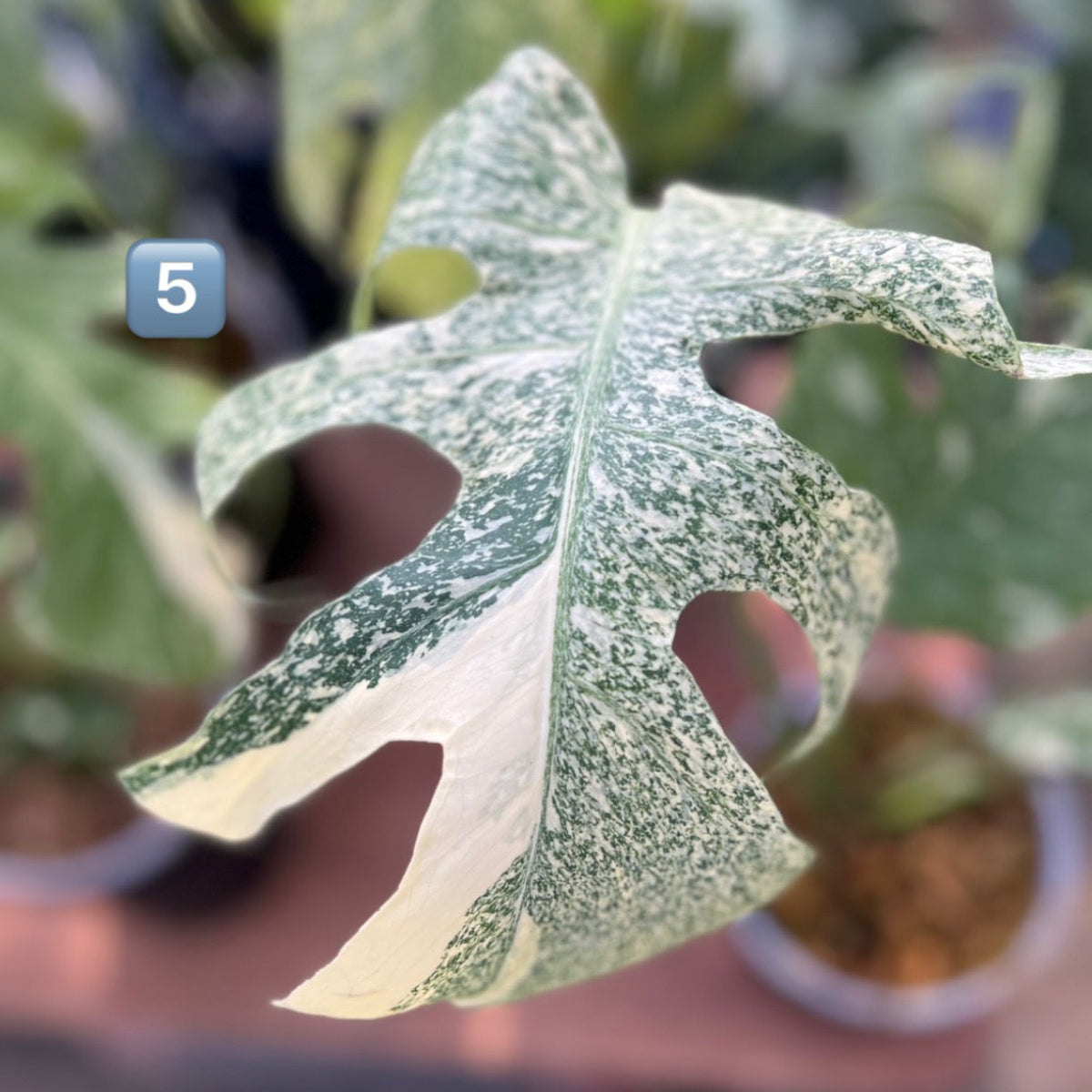 【希少】モンステラ・デリシオーサ　'タイコンステレーション【スターライト】'