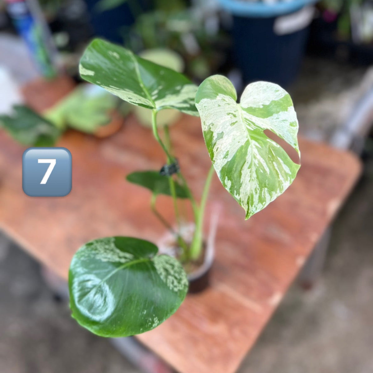 【ウィンターセール】モンステラ・デリシオーサ 'ベトシオーサ'