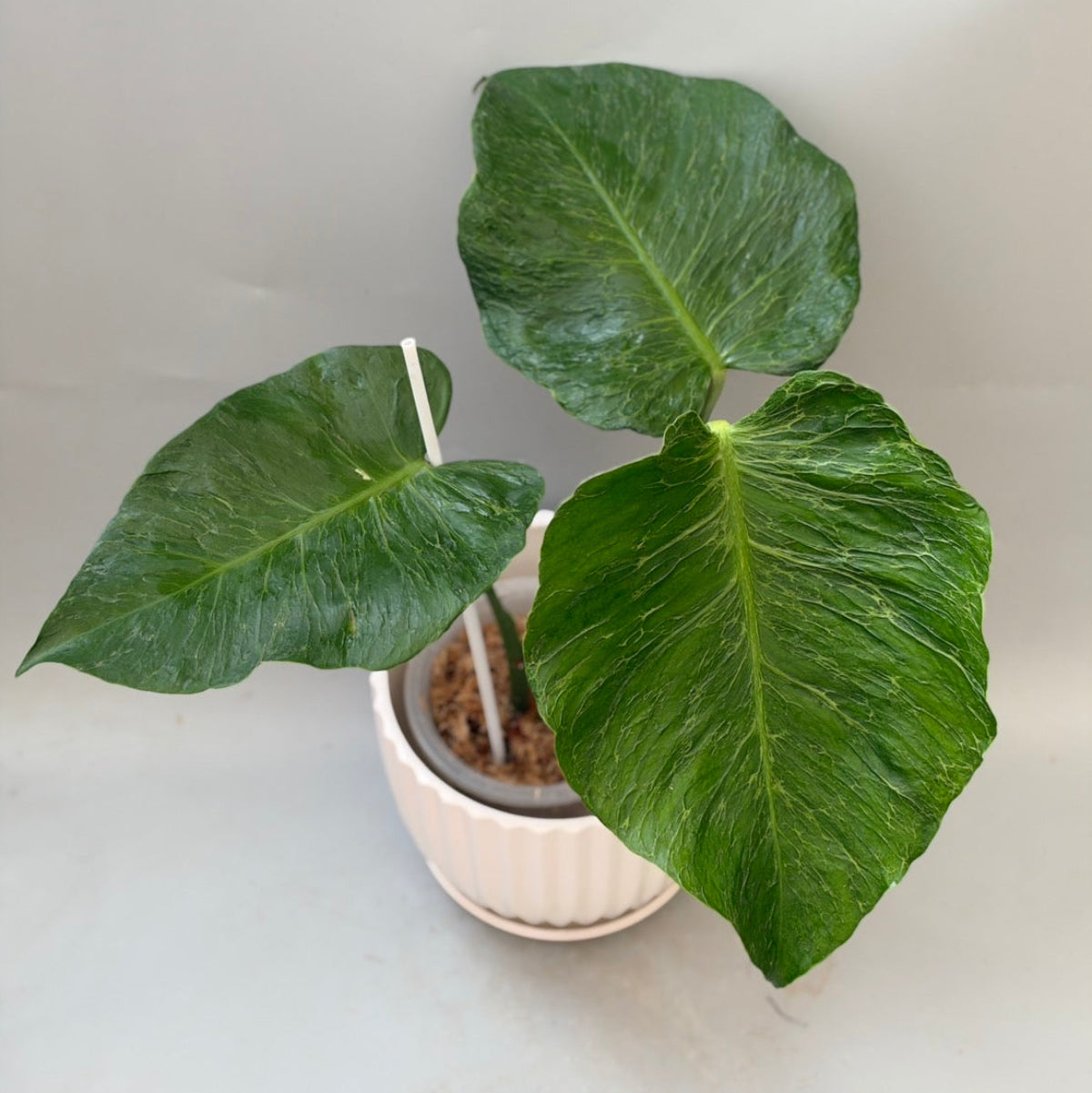 全植物一覧 – RARE PLANTS JAPAN (レアプランツジャパン)