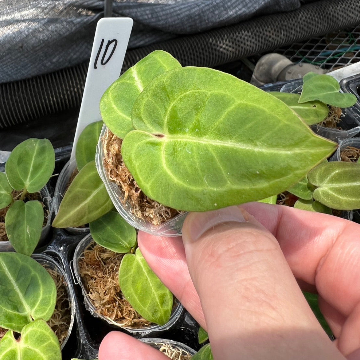 アンスリウム Anthurium 'King of Spades(KOS) hybrid – RARE
