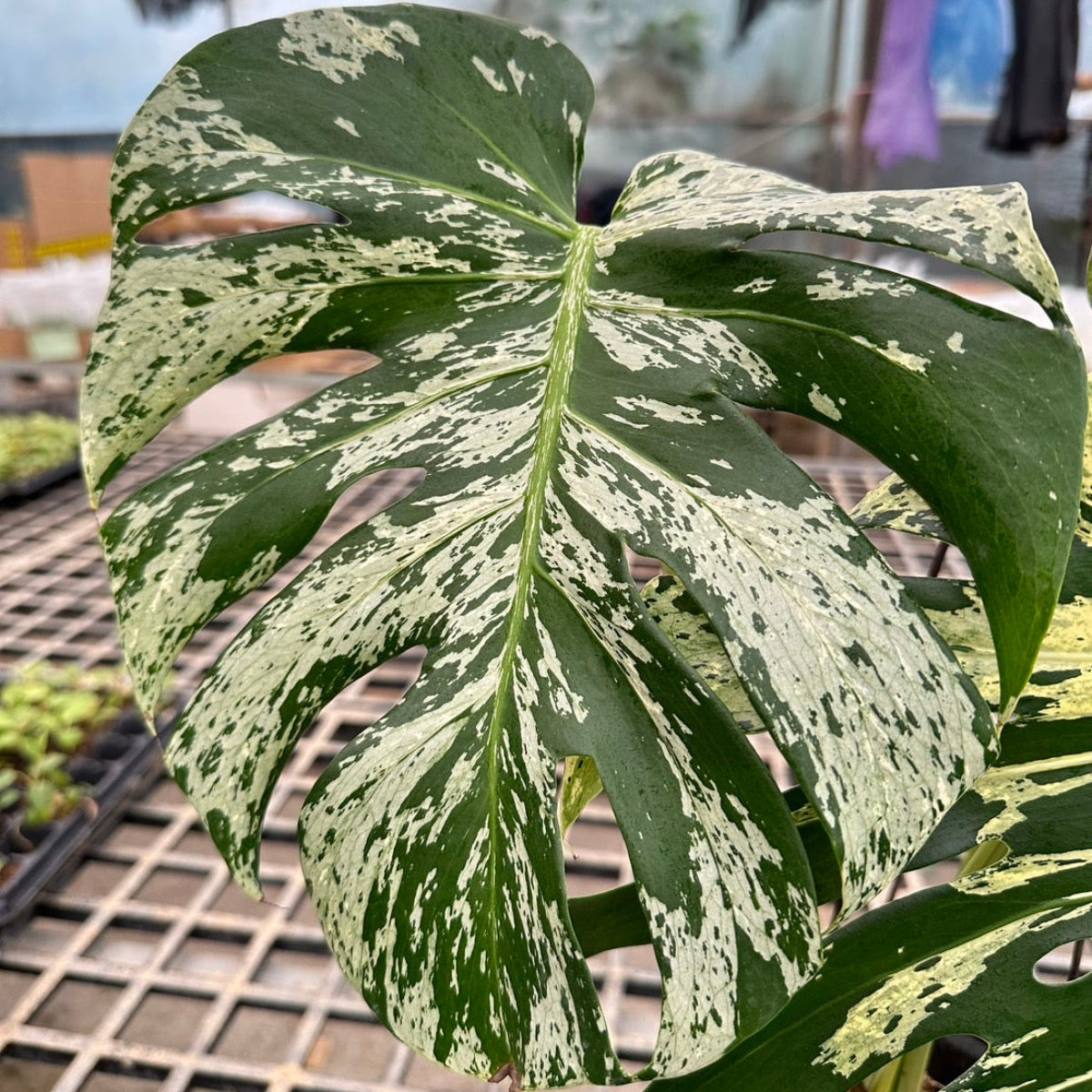 超希少なモンステラ デリシオーサ カメレオン 超希少なモンステラ デリシオーサ カメレオン