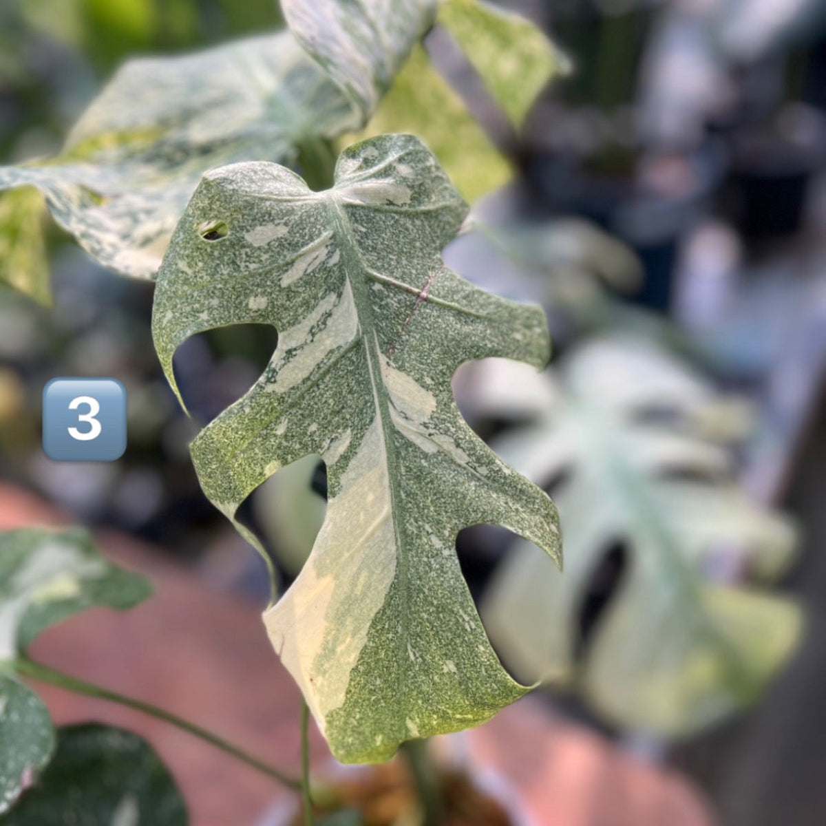 【希少】モンステラ・デリシオーサ　'タイコンステレーション【スターライト】'