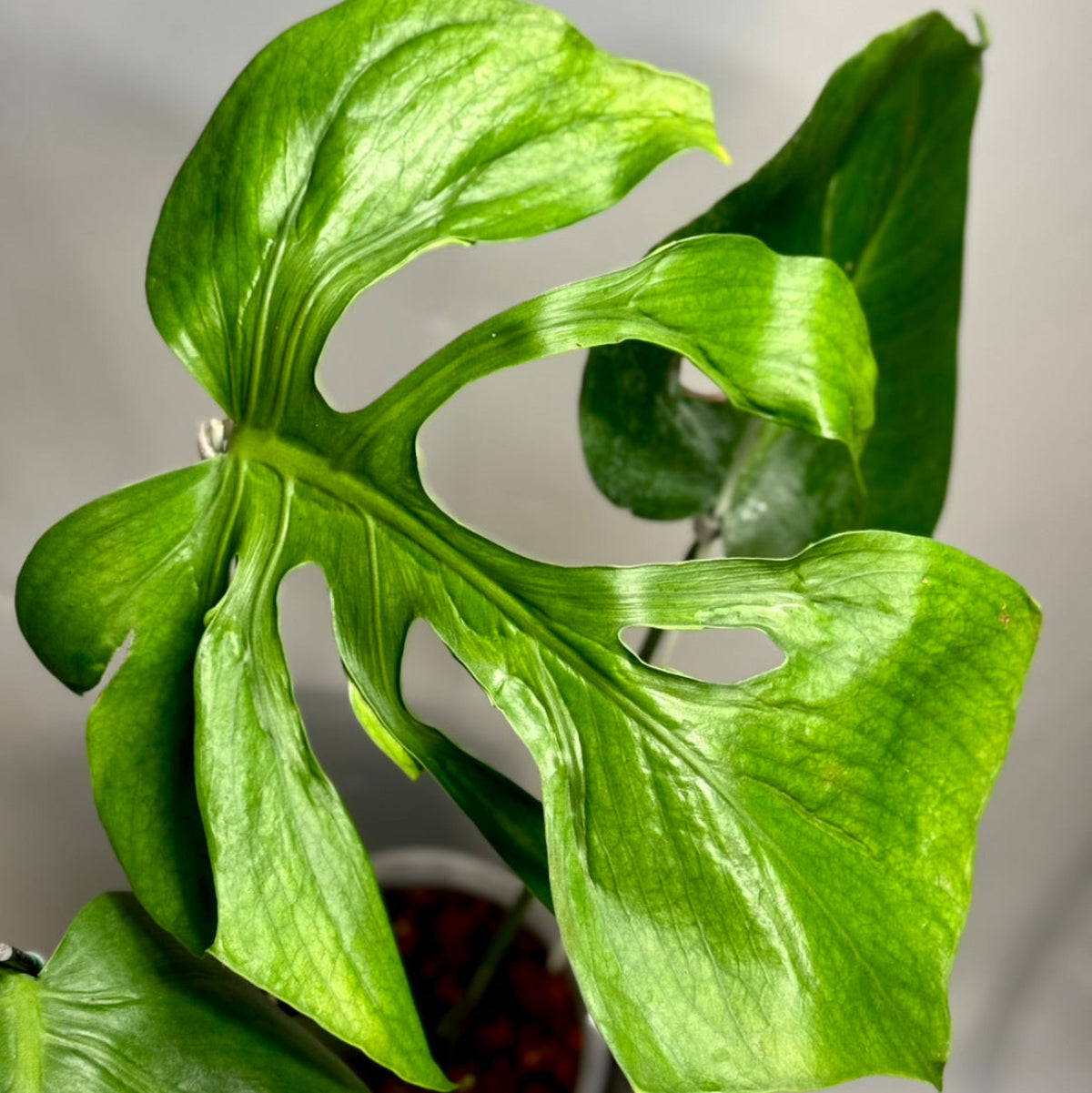 全植物一覧 – RARE PLANTS JAPAN (レアプランツジャパン)