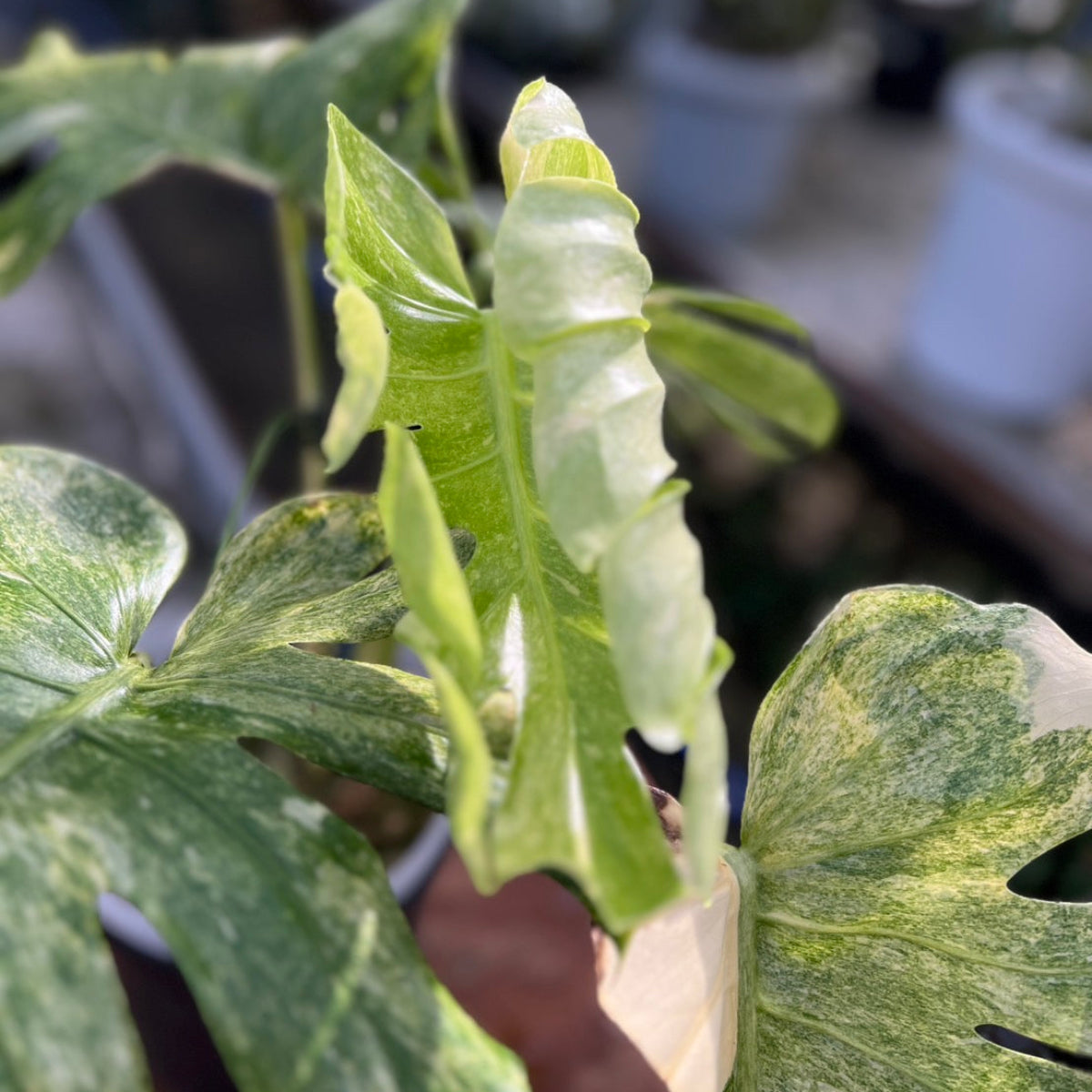 コレクション】モンステラ デリシオーサ 'タイコンステレーション