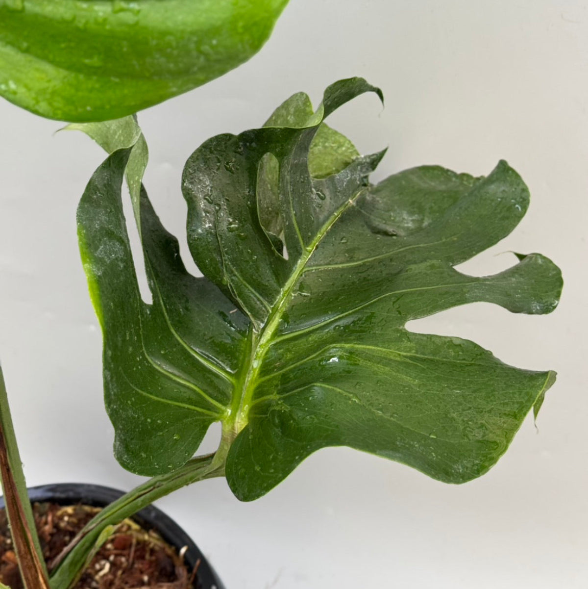 全植物一覧 – RARE PLANTS JAPAN (レアプランツジャパン)