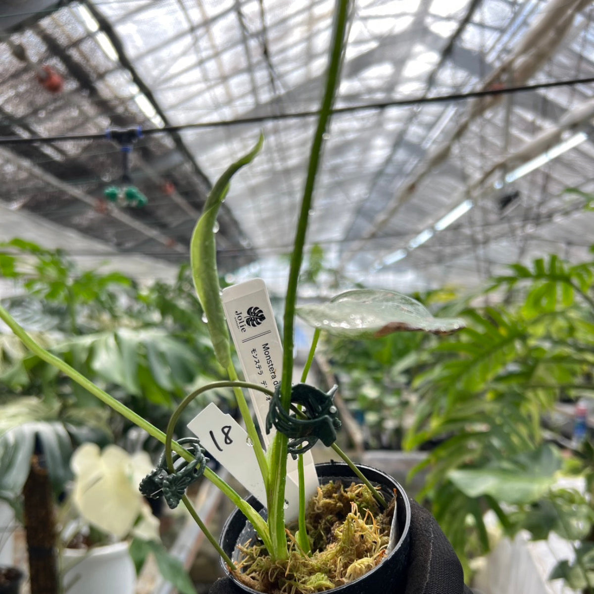 【選択可能】【コレクション】モンステラ　デリシオーサ 'ミント トリカラー' 3号サイズ