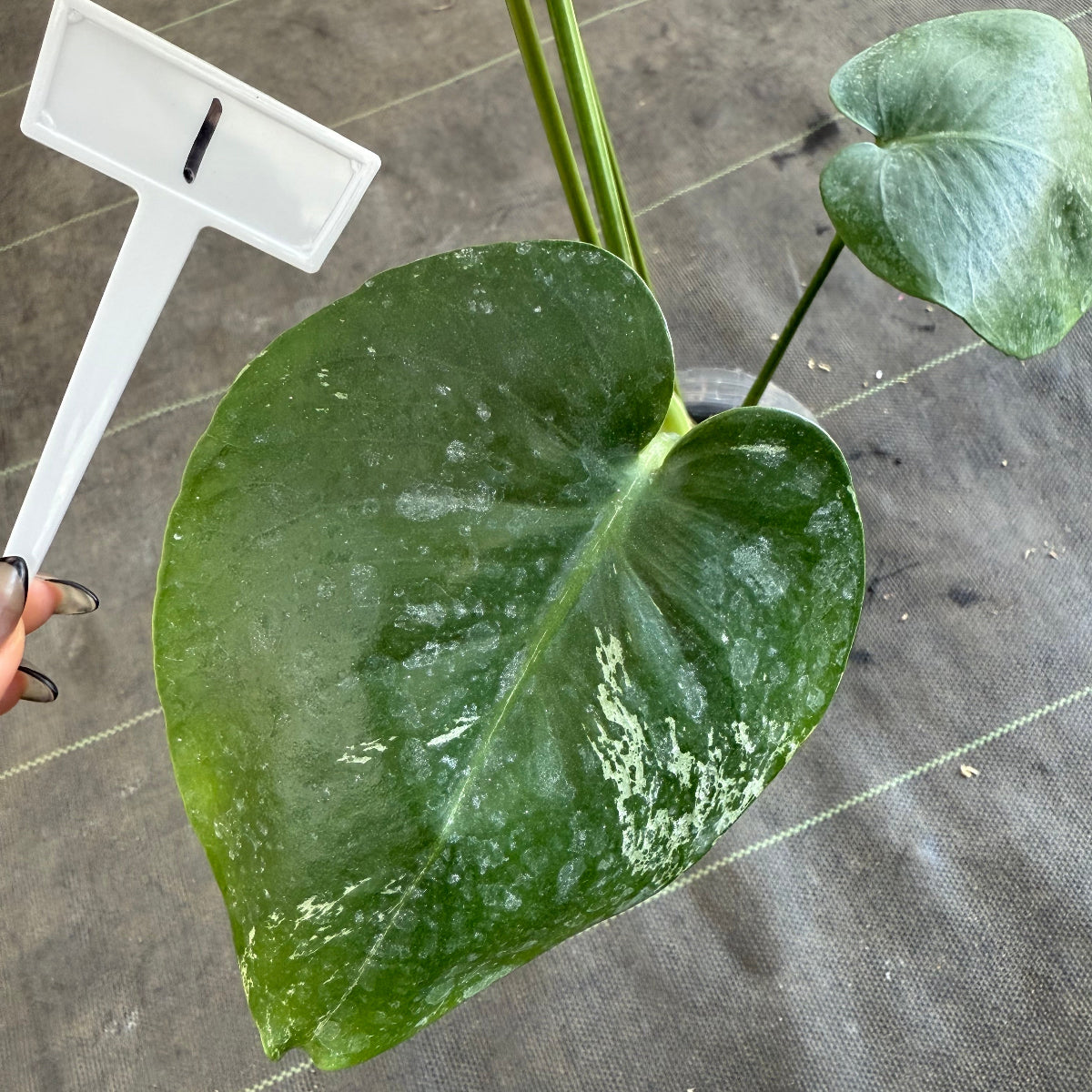 【ウィンターセール】モンステラ・デリシオーサ 'ベトシオーサ'