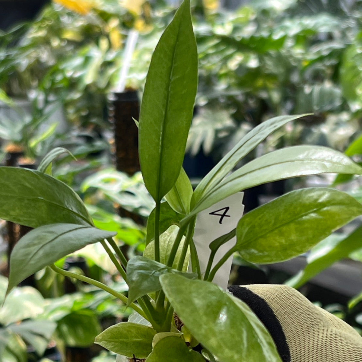 新入荷】アンスリウム ビッタリフォリウム 斑入り 2号ポリポット