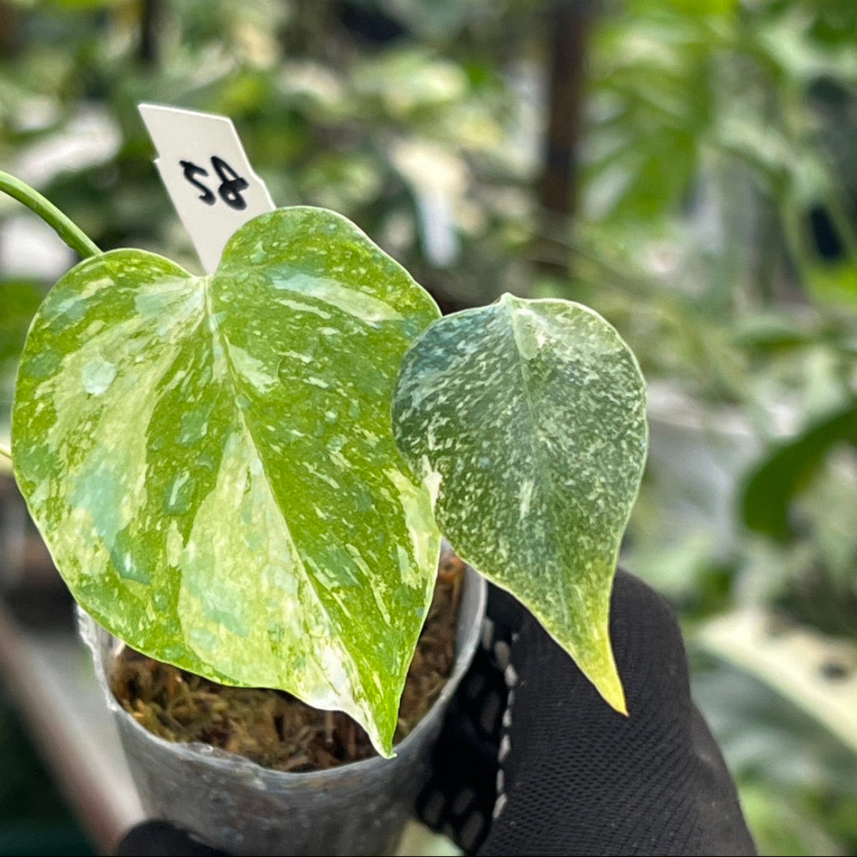 【シロウト園芸選抜株/2号サイズ】モンステラ・デリシオーサ　'タイコンステレーション'