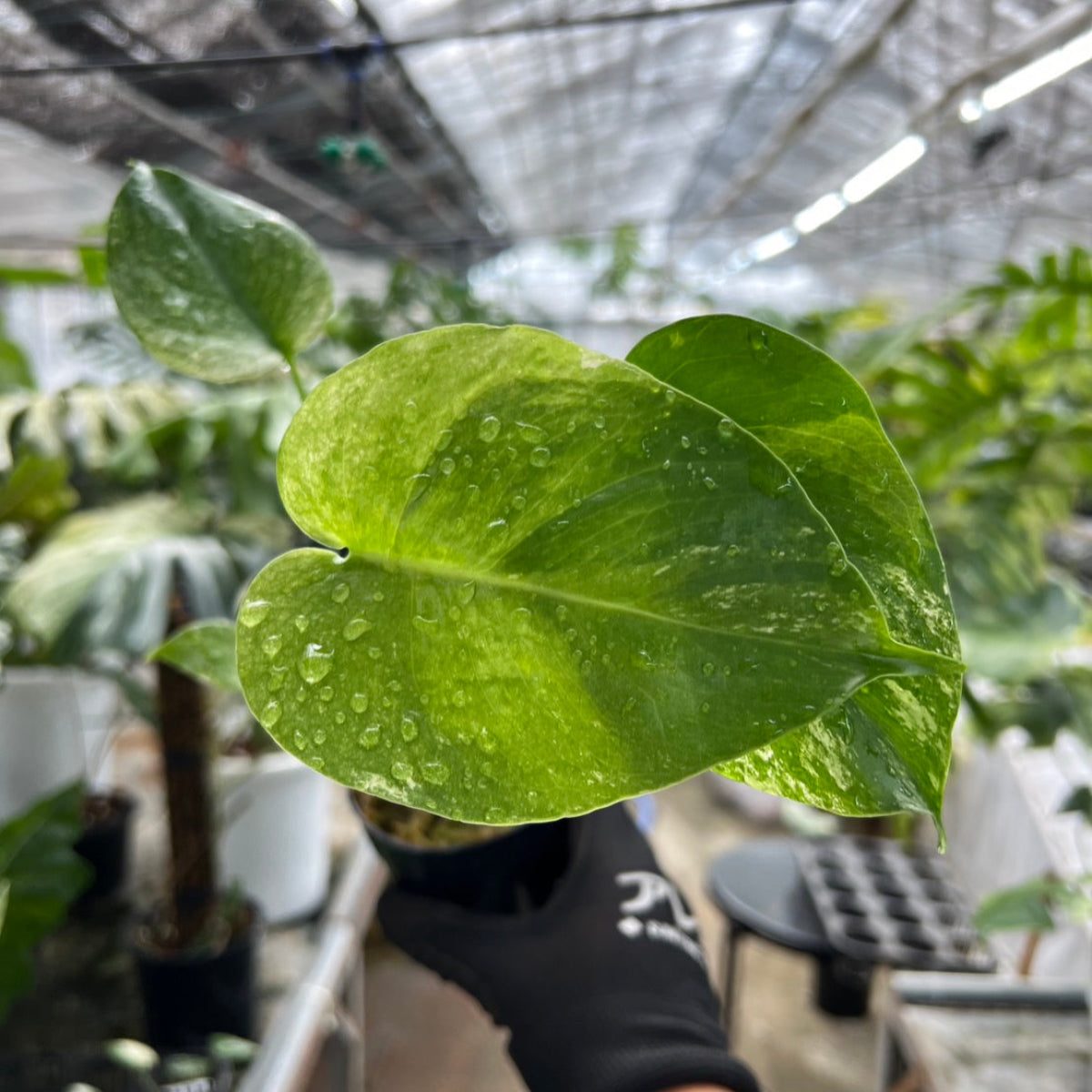 選抜/コレクション】モンステラ デリシオーサ 'ミント トリカラー' 3号